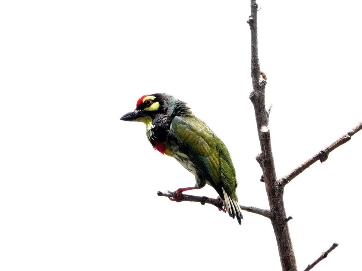 Coppersmith Barbet - S Rama Chandran