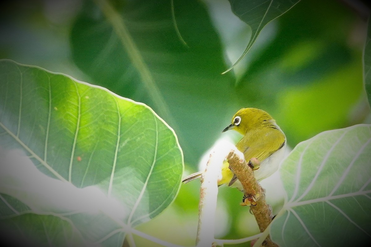 Swinhoe's White-eye - ML317877181