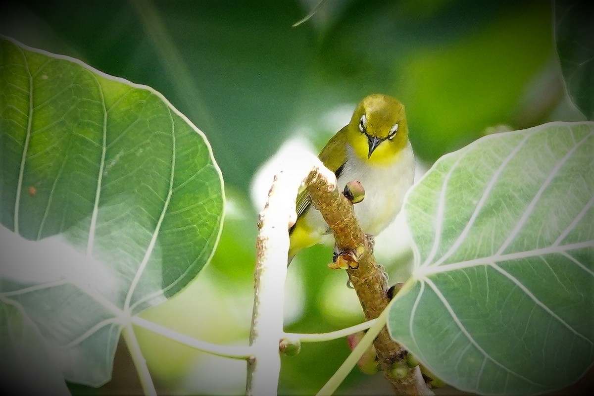 Swinhoe's White-eye - ML317877191