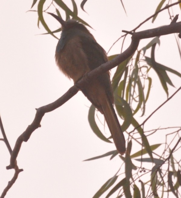 Blue-bearded Bee-eater - Nanda Ramesh