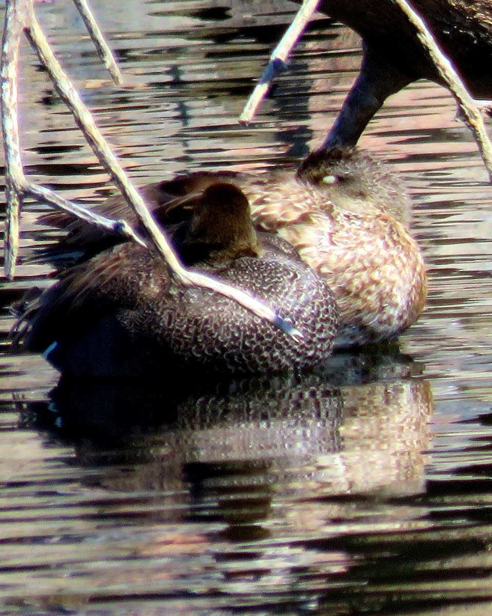 Gadwall - ML317883711