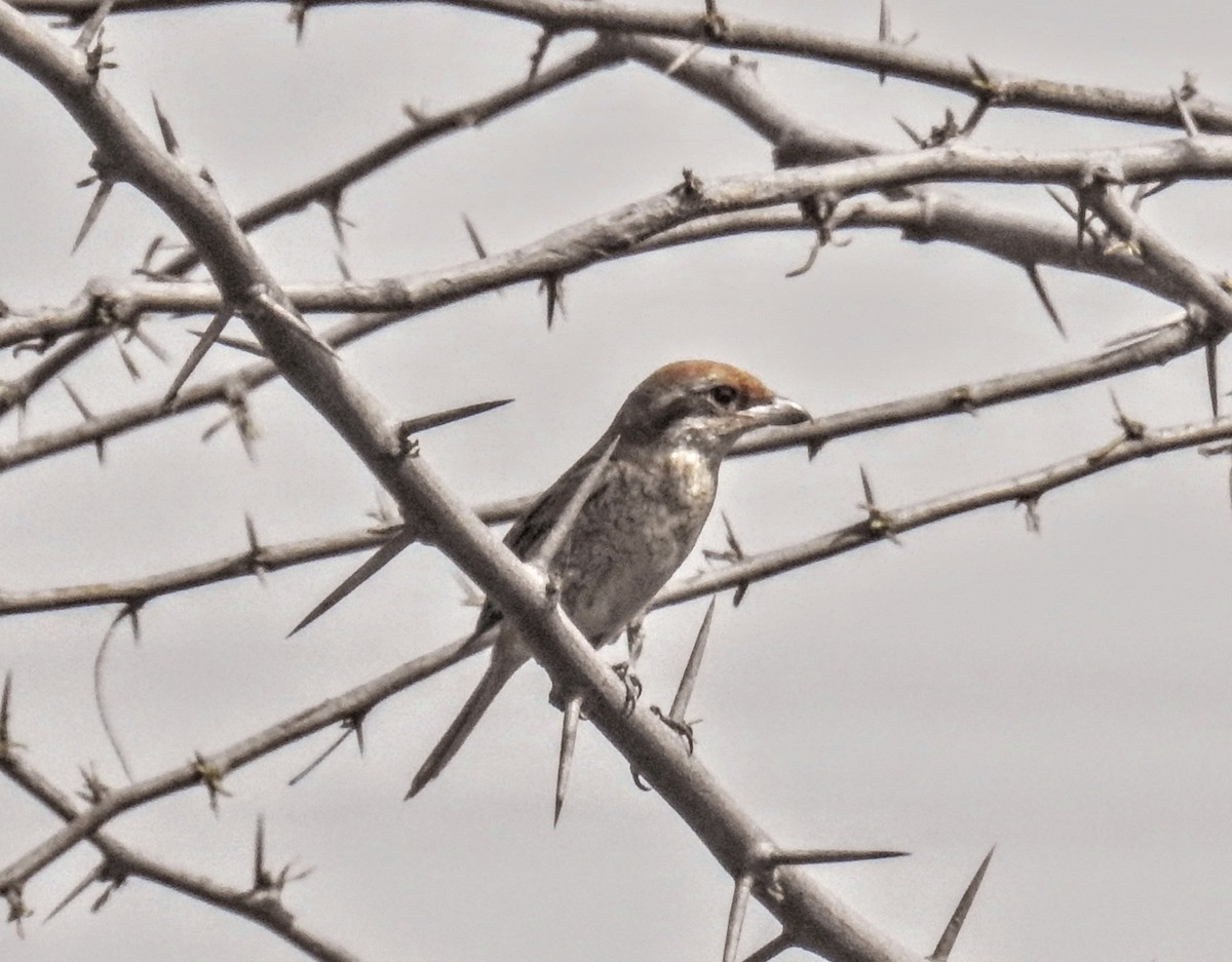 Brown Shrike - ML317884441