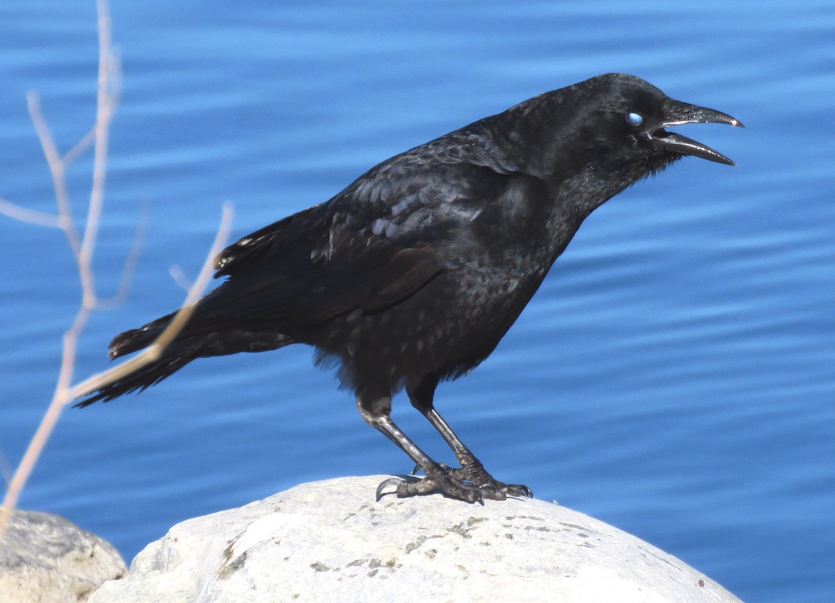 American Crow - Patrick O'Driscoll