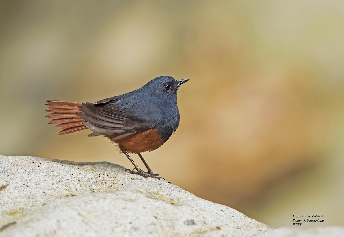 Luzon Redstart - Ramon Quisumbing