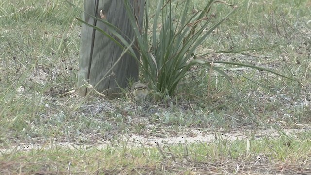 Шиподзьоб жовтогузий - ML317885701