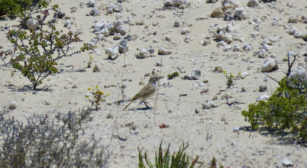 Dune Lark (Barlow's) - ML317886501