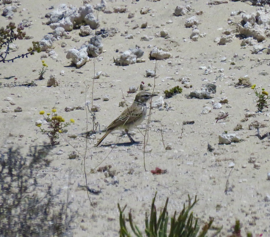 Dune Lark (Barlow's) - ML317886561