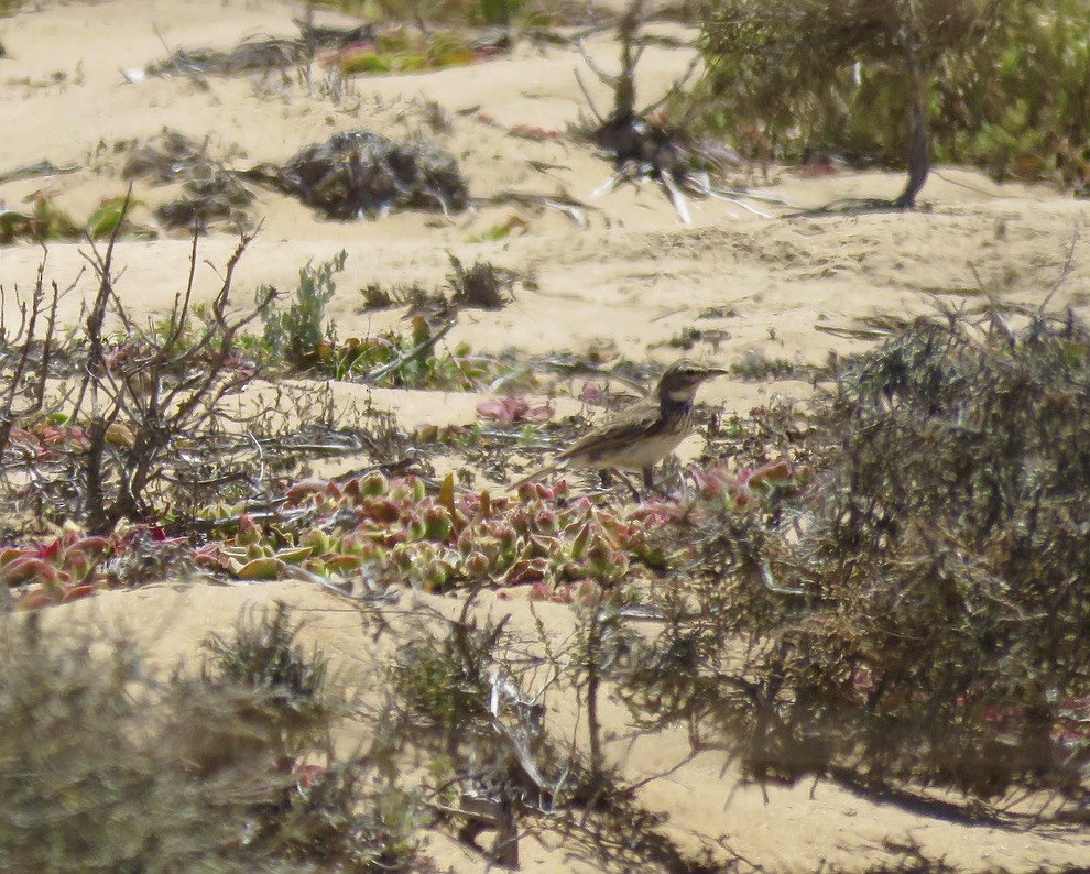 Dune Lark (Barlow's) - ML317886591