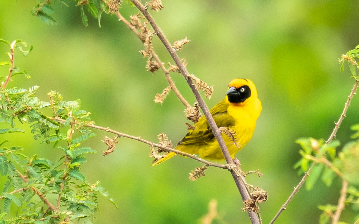 Bertram's Weaver - ML317886811