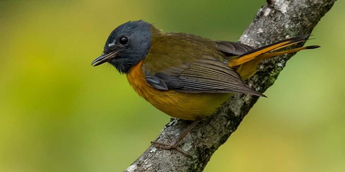 White-starred Robin - ML317887021