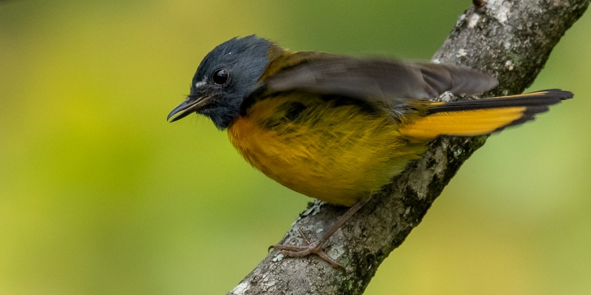 White-starred Robin - ML317887051