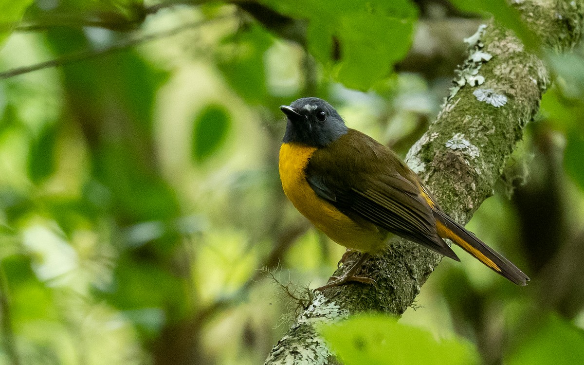 White-starred Robin - Jean-Louis  Carlo