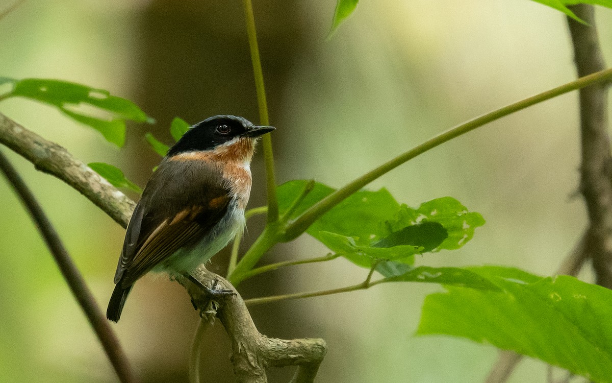 Short-tailed Batis - ML317887841