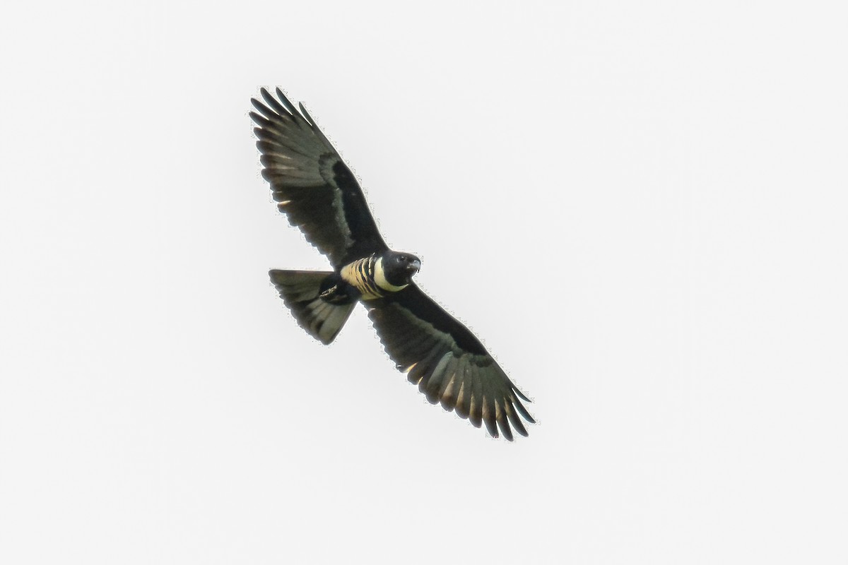 Black Baza - ML317887941