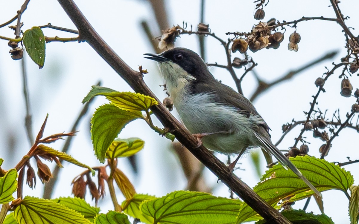 Apalis à tête noire - ML317887991