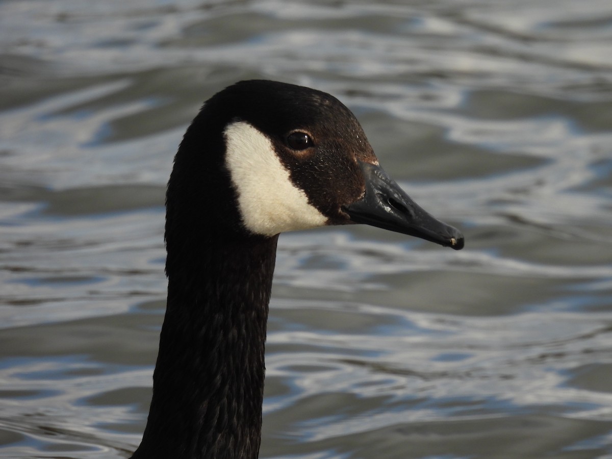 Canada Goose - ML317888971