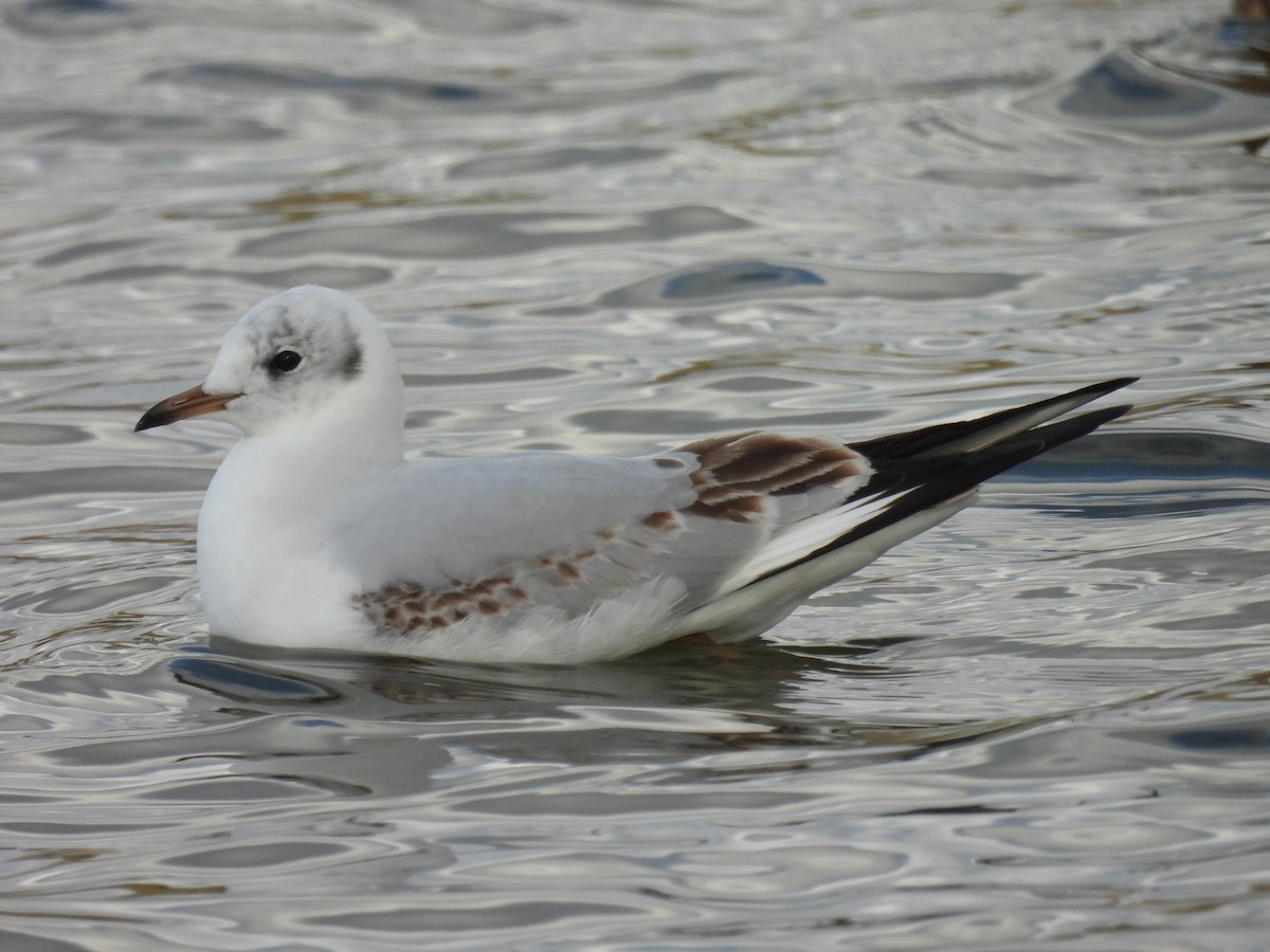 Mouette rieuse - ML317889081