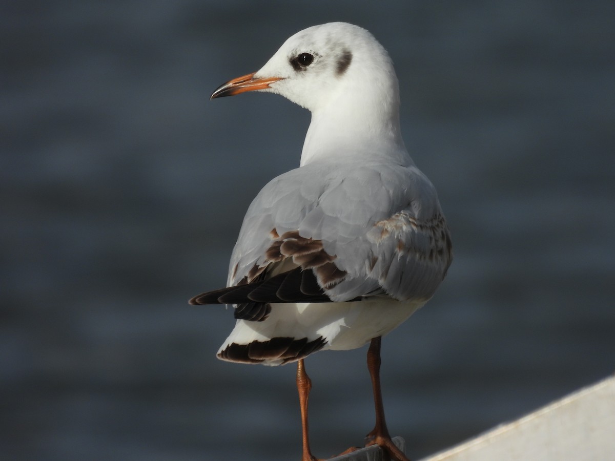 Mouette rieuse - ML317889091