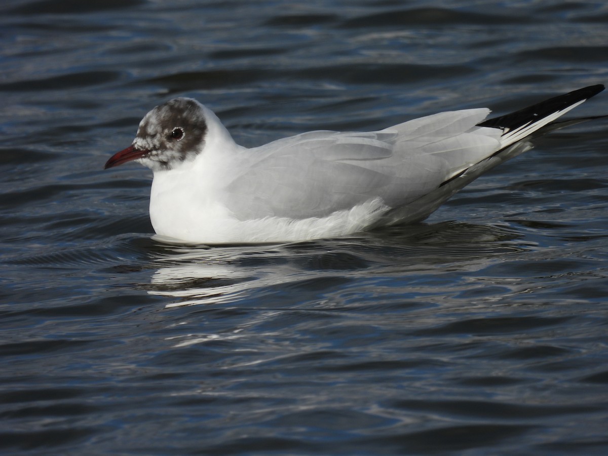 Mouette rieuse - ML317889111