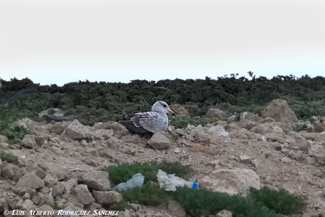American Herring Gull - ML317889481