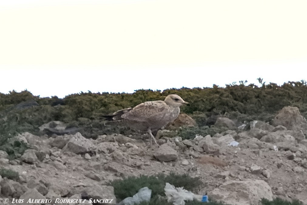 American Herring Gull - ML317889501