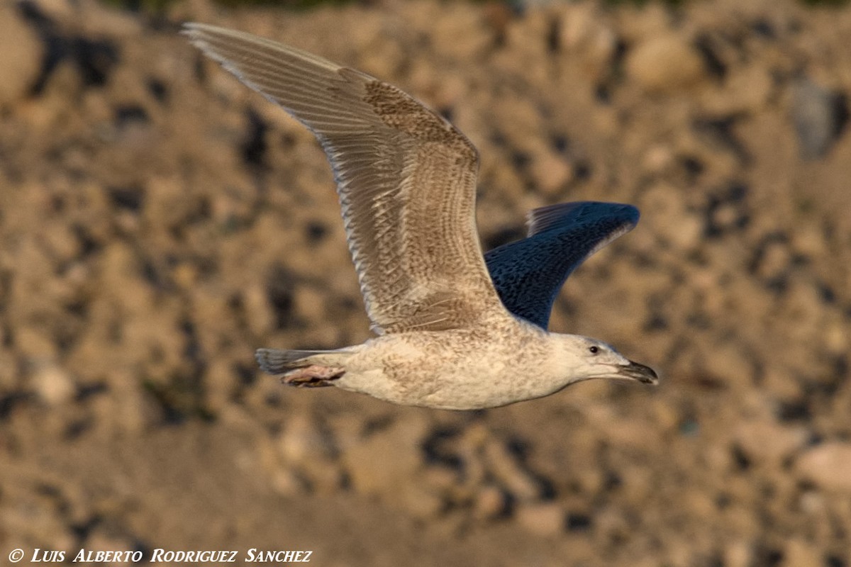 Great Black-backed x Glaucous Gull (hybrid) - ML317889511