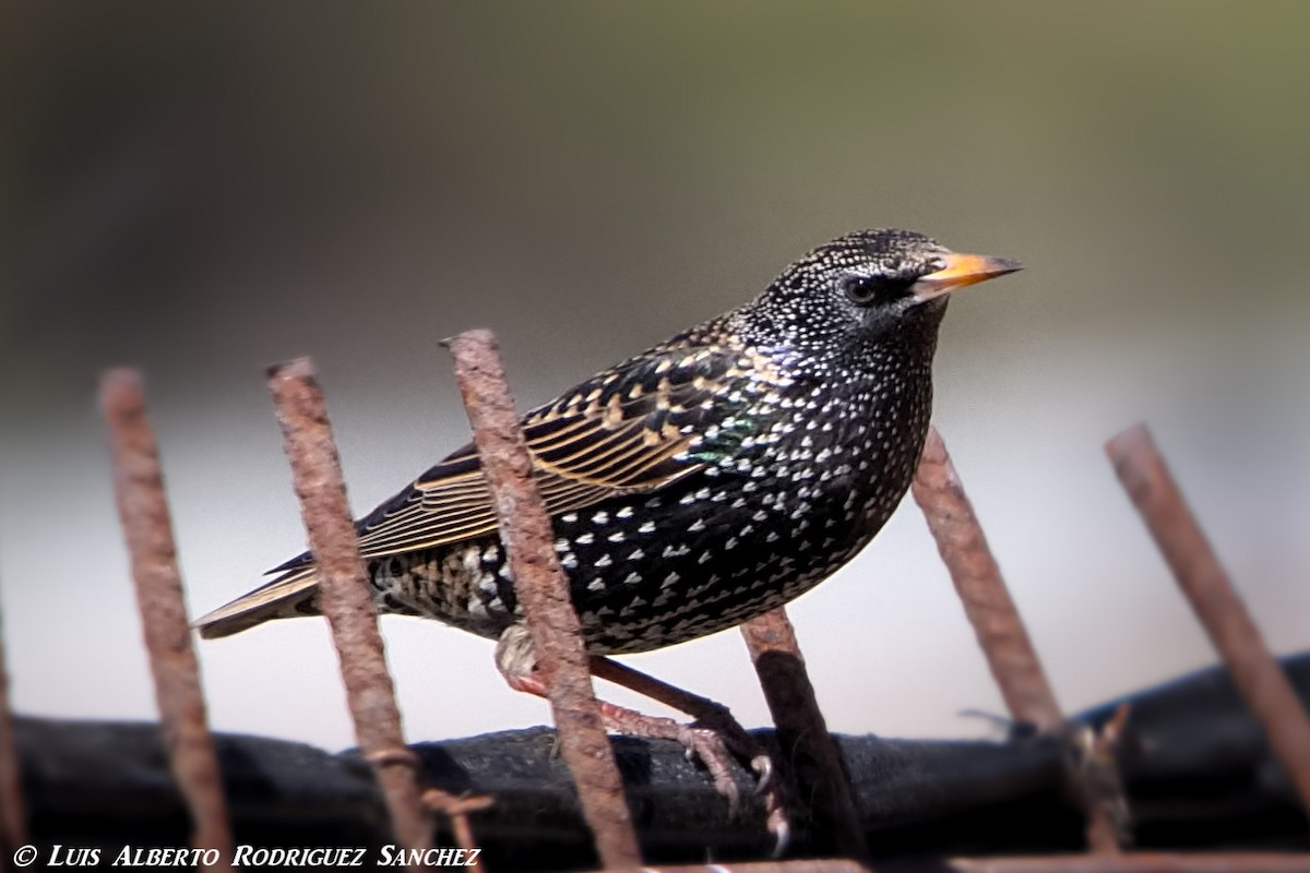 European Starling - ML317889531