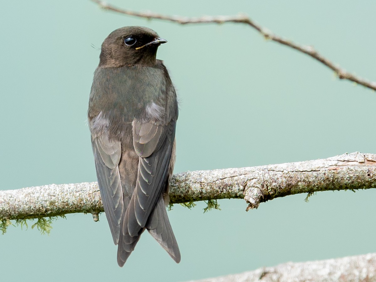 Golondrina Negra - ML317889731