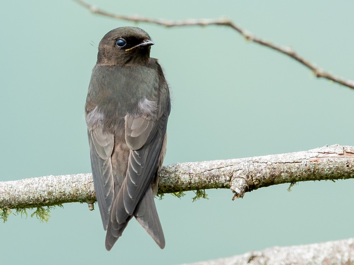 Golondrina Negra - ML317889741