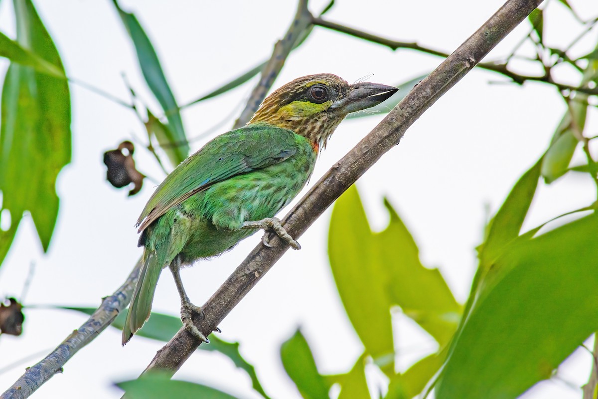 Green-eared Barbet - ML317889871