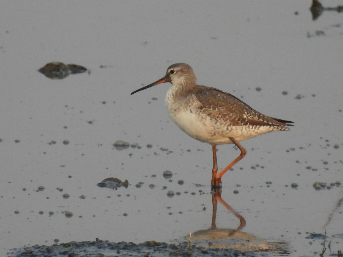 Spotted Redshank - ML317890161