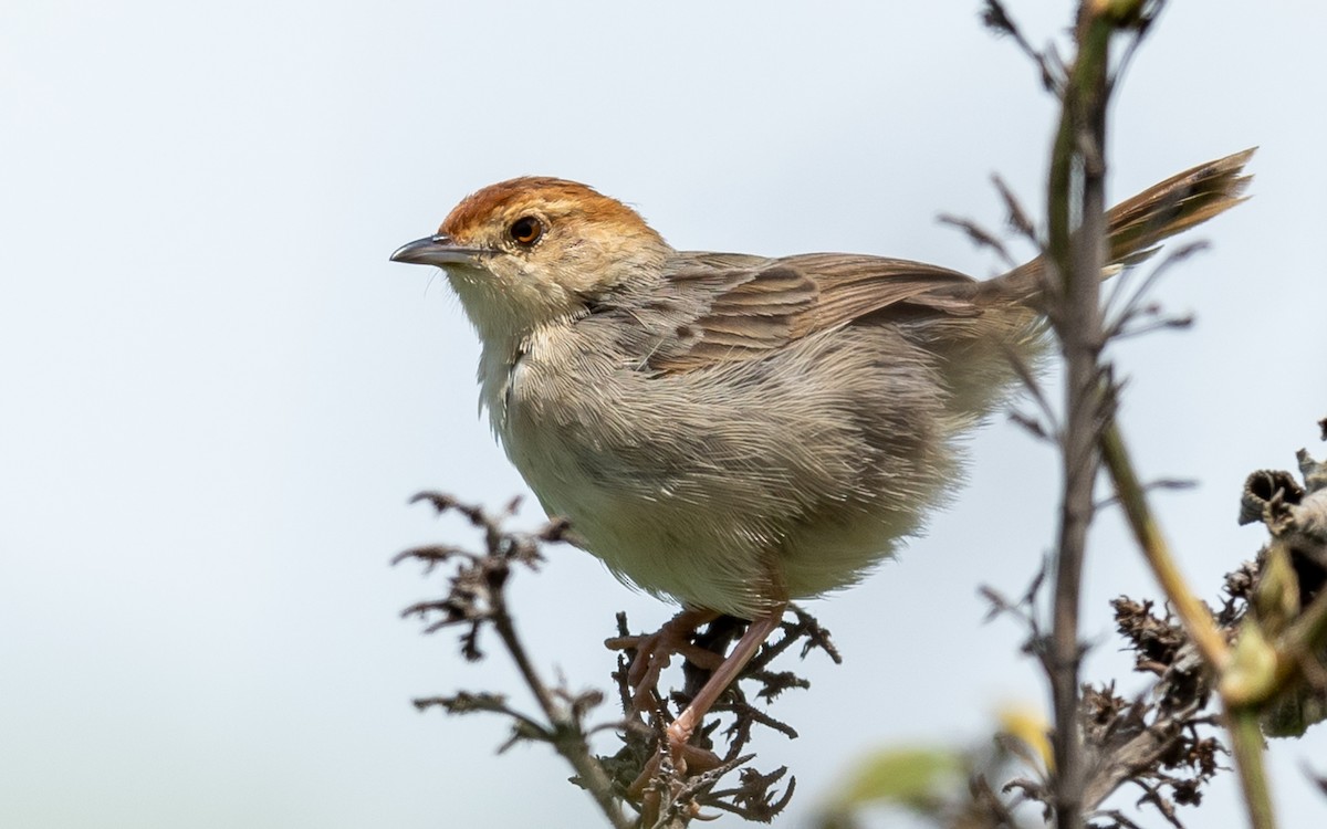 Singing Cisticola - ML317890281