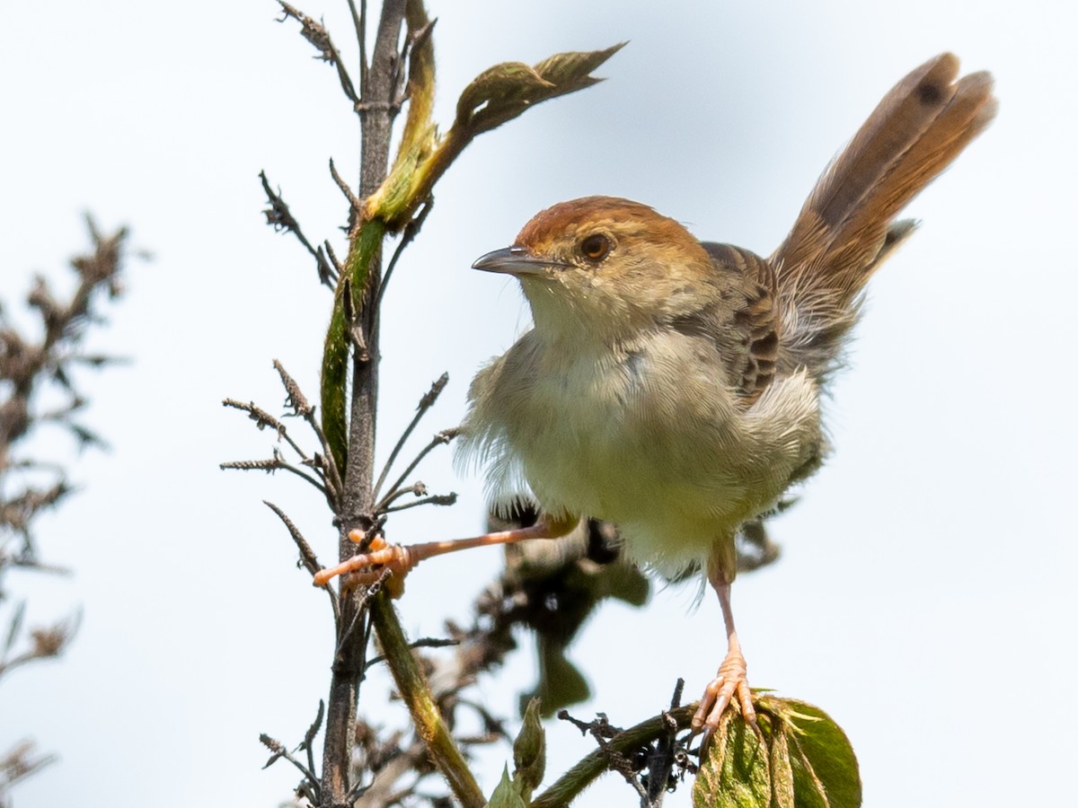 Singing Cisticola - ML317890301