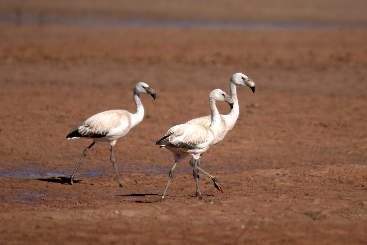 James's Flamingo - ML317890371