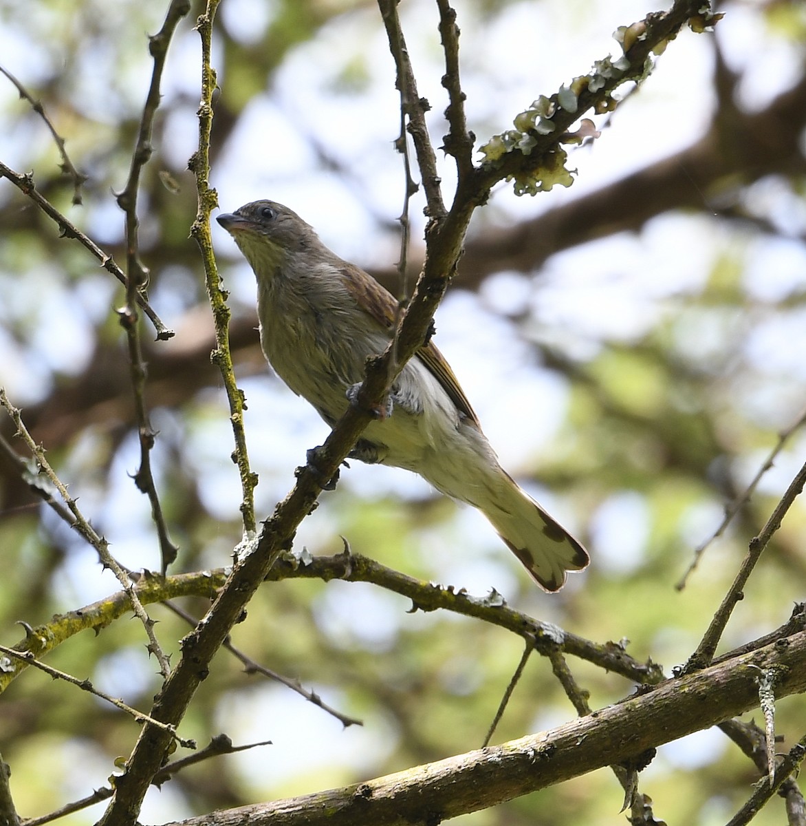 Pallid Honeyguide - Marek Latkowski