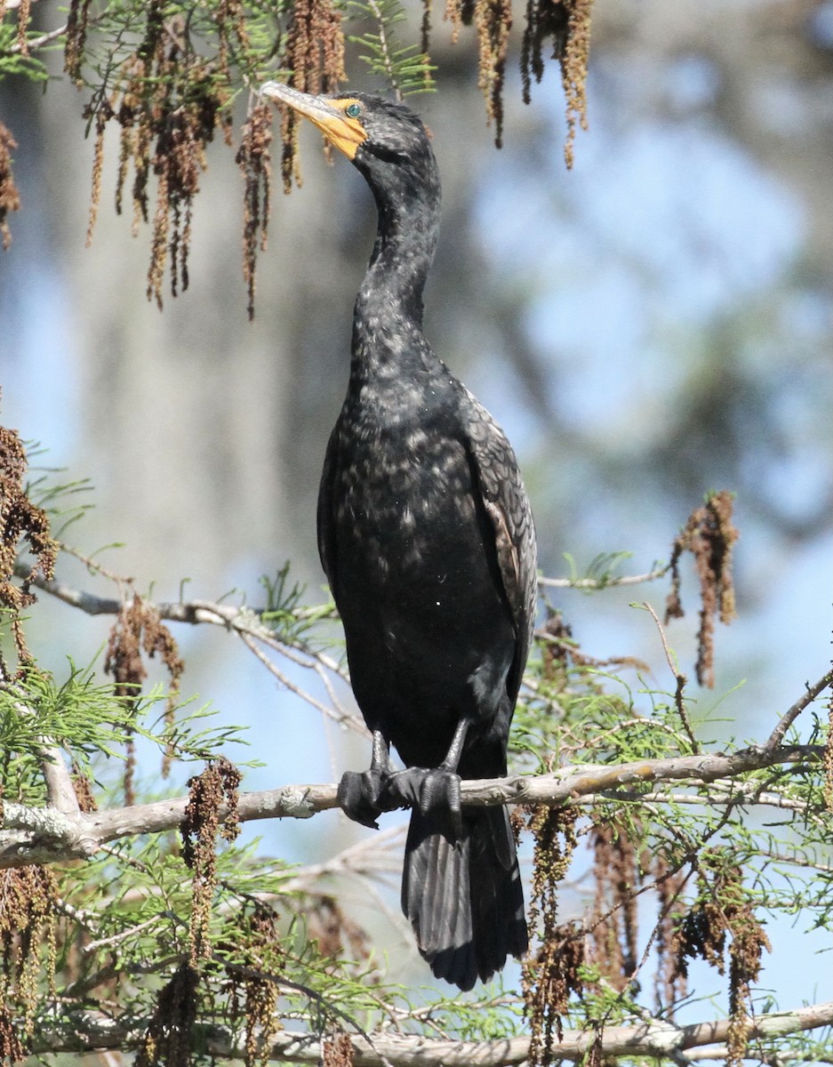 Double-crested Cormorant - William Matthews