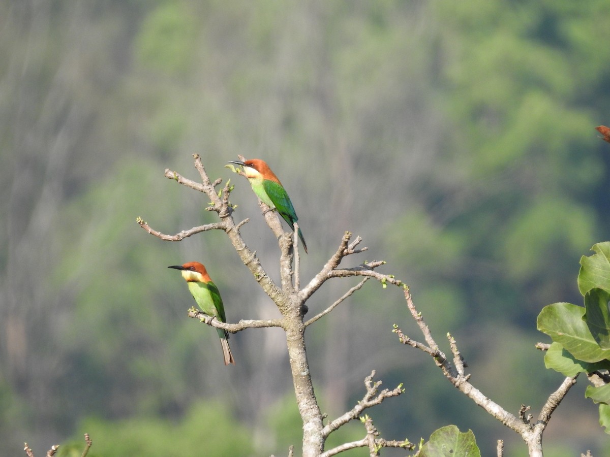 Chestnut-headed Bee-eater - ML317899921