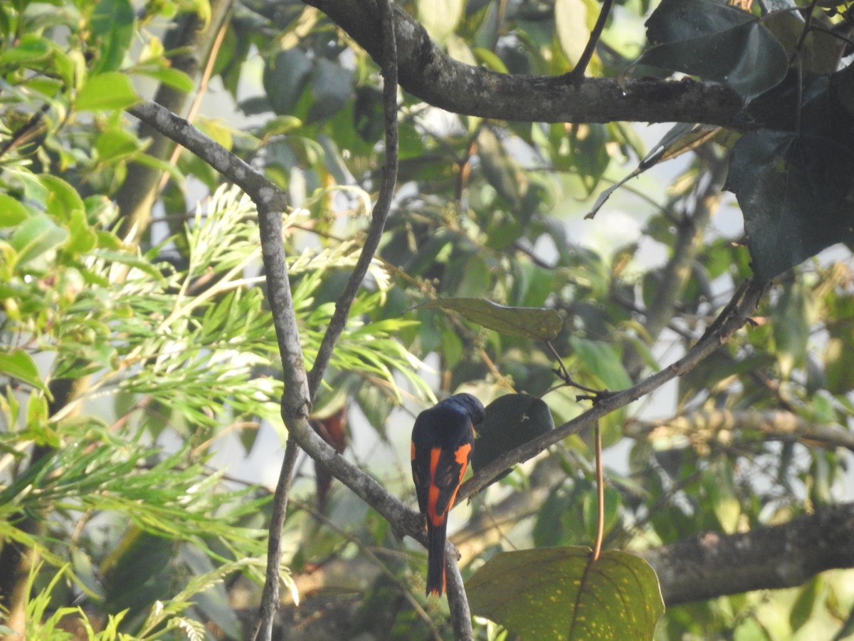 Orange Minivet - ML317900001