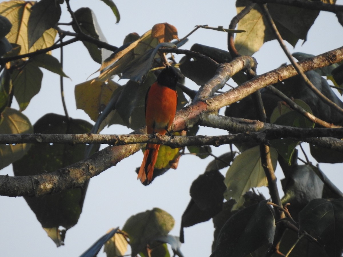 Orange Minivet - ML317900021