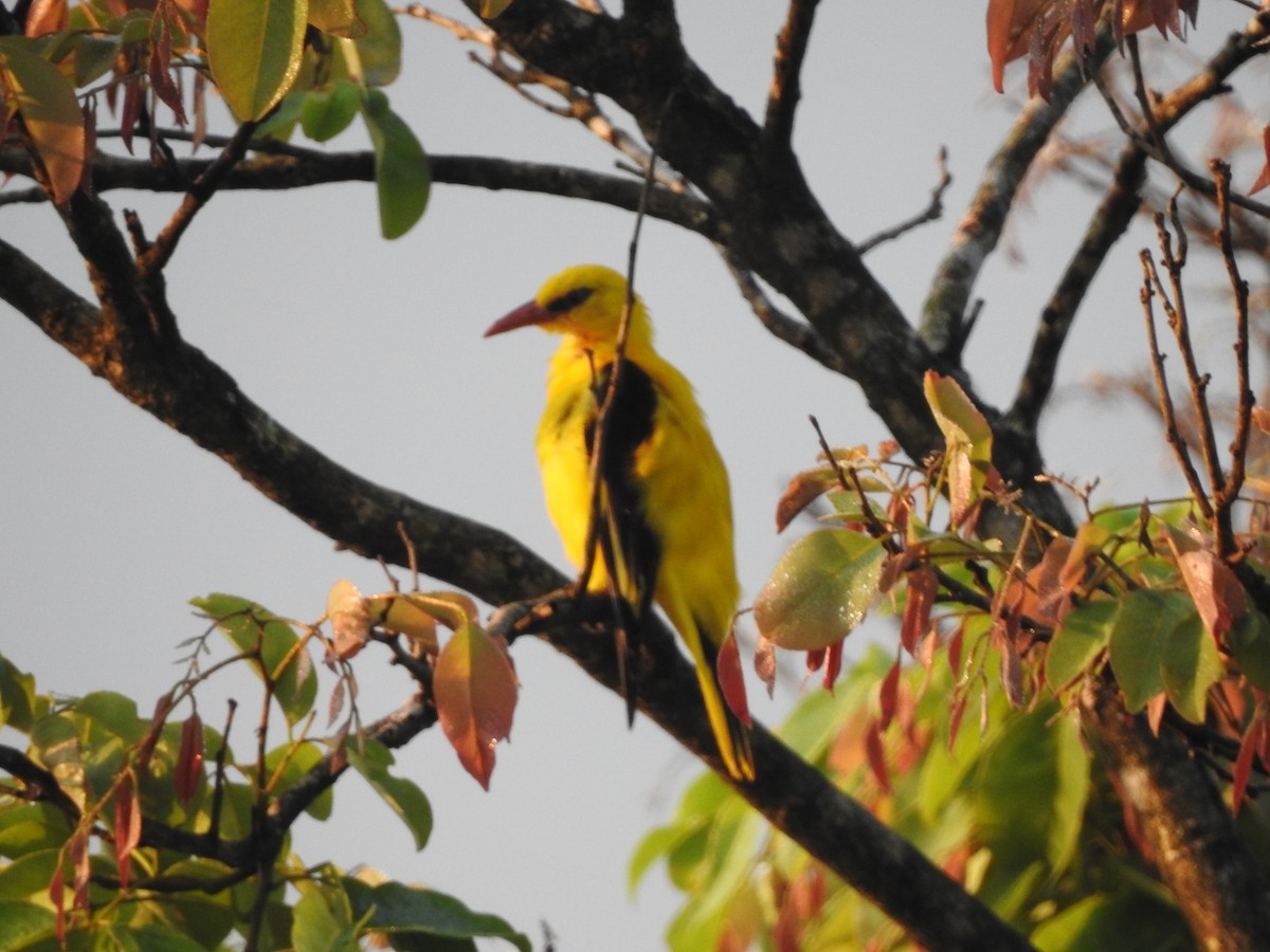 Indian Golden Oriole - ML317900131
