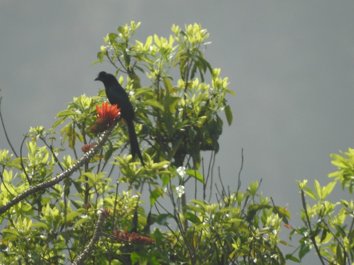 Greater Racket-tailed Drongo - ML317900151