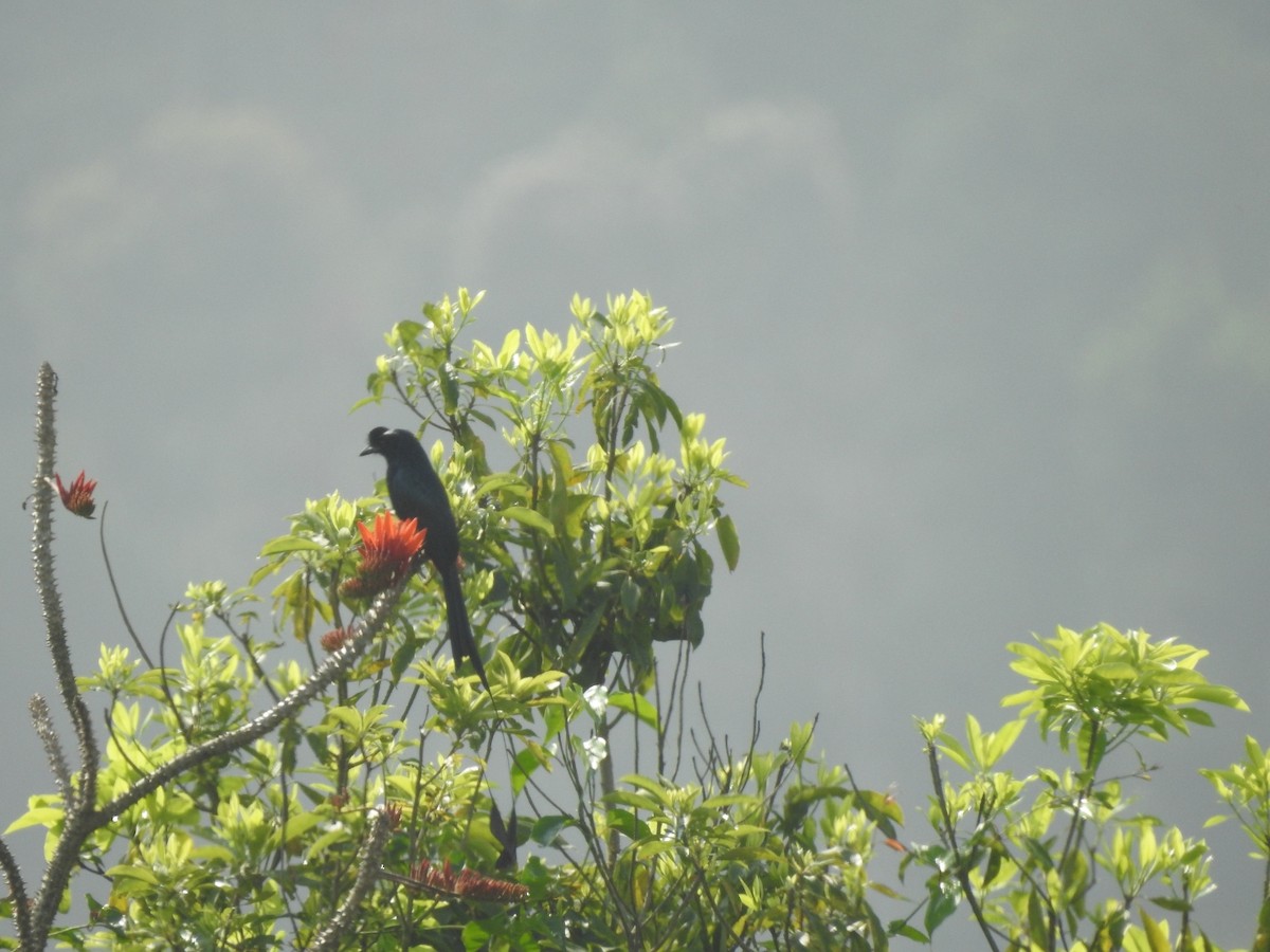 Greater Racket-tailed Drongo - ML317900161