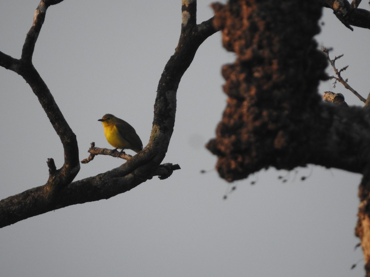 Yellow-browed Bulbul - ML317900221
