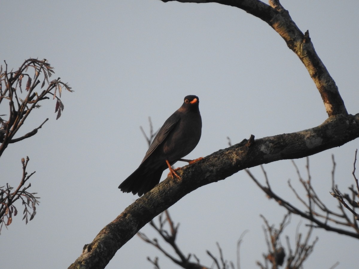 Indian Blackbird - ML317900231