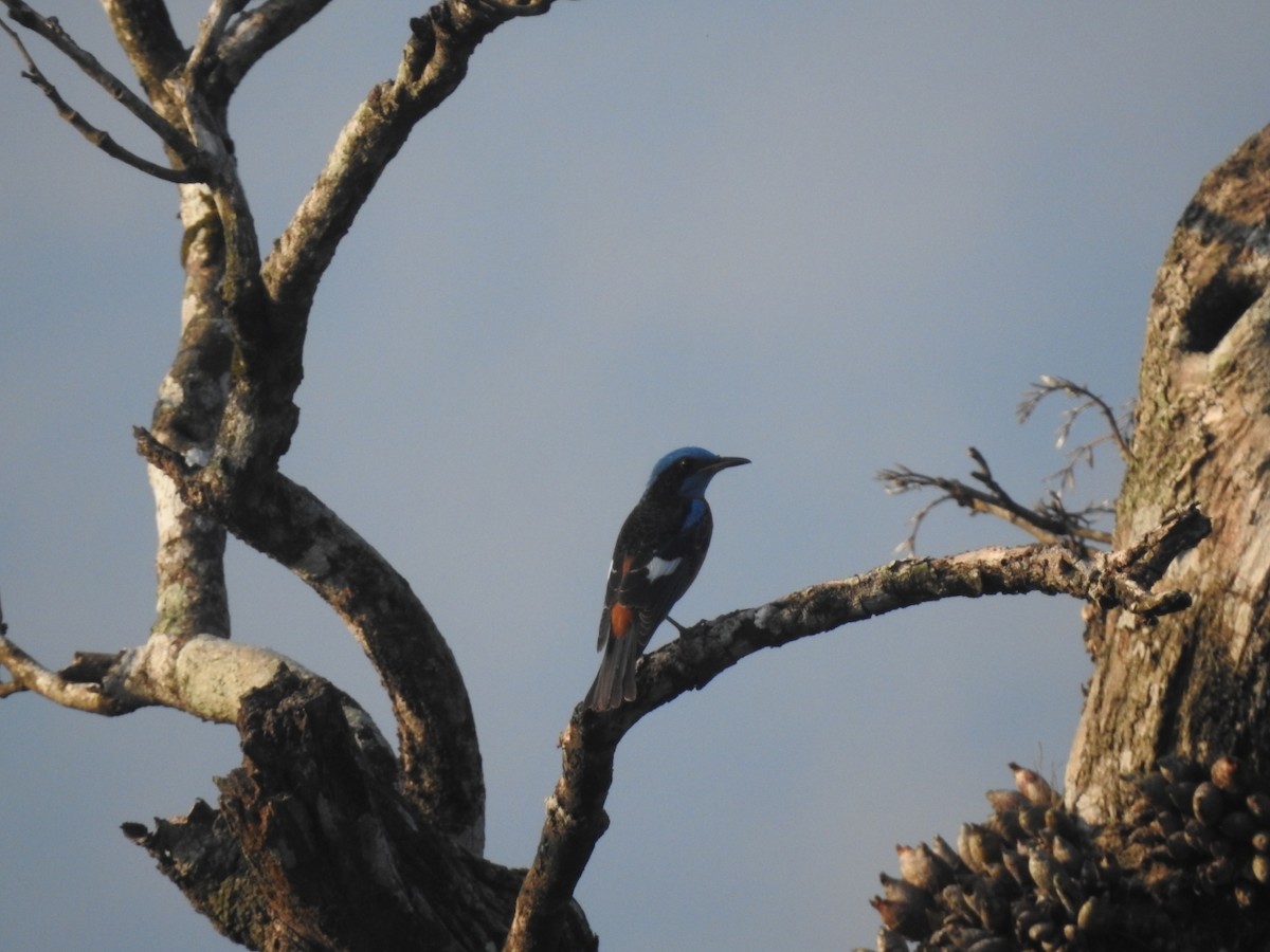 Blue-capped Rock-Thrush - ML317900251
