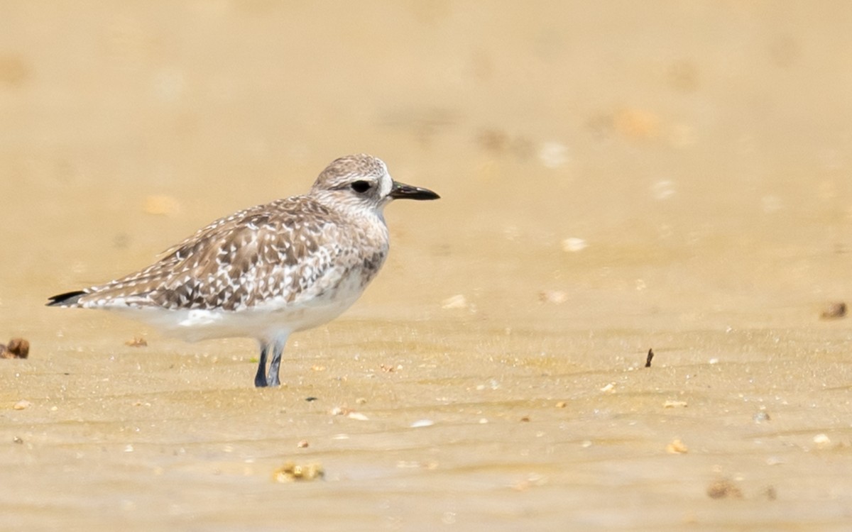 Black-bellied Plover - Jean-Louis  Carlo