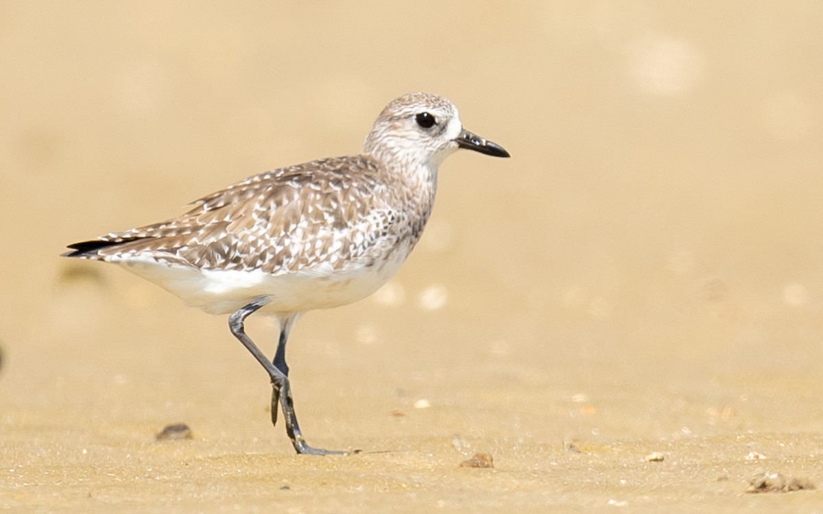 Black-bellied Plover - ML317900461