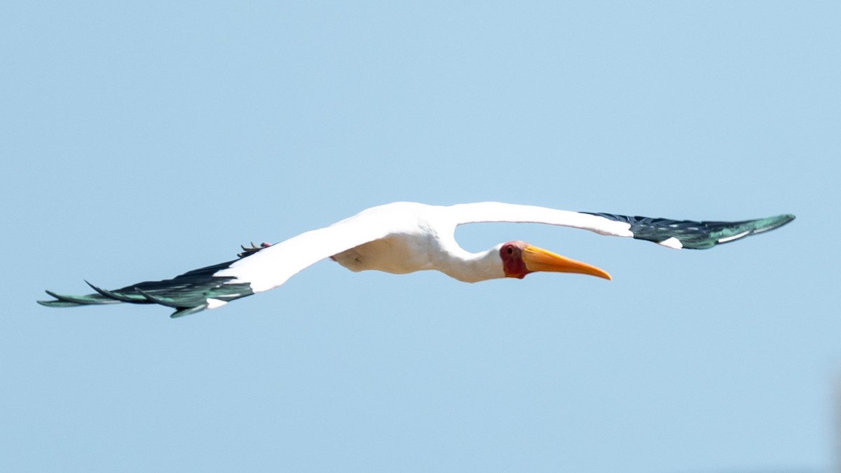 Yellow-billed Stork - Jean-Louis  Carlo