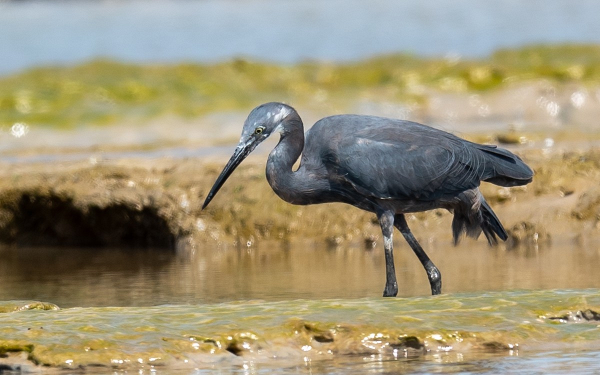 Little Egret (Dimorphic) - Jean-Louis  Carlo