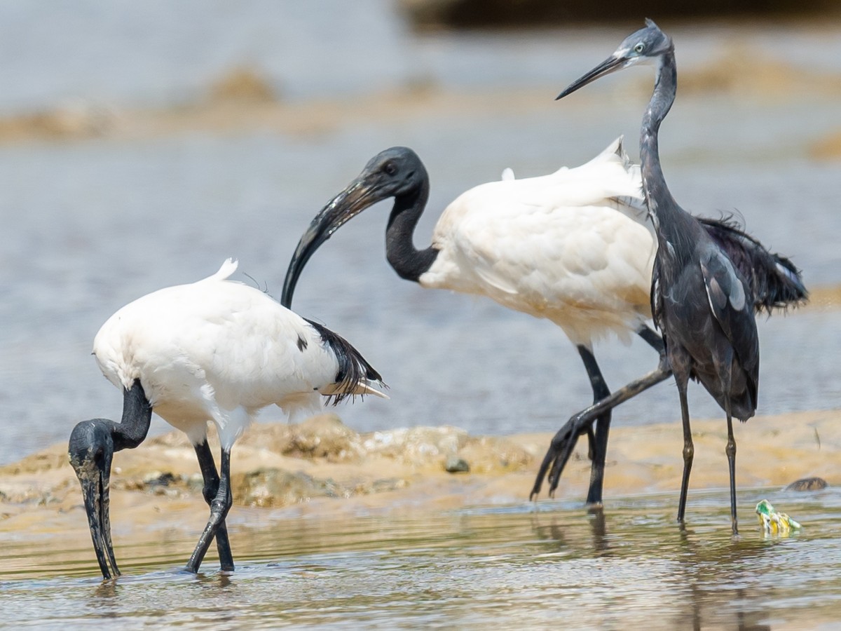 African Sacred Ibis - ML317900591